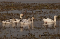 Snow Geese at Beaumont Wetlands
