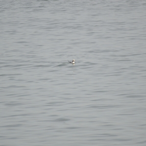 A distant Long-tailed Duck from the CBBT